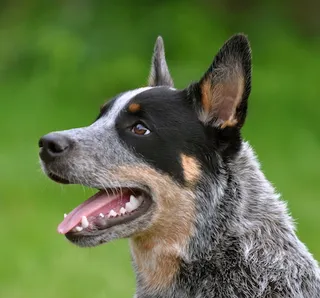 צילום: https://upload.wikimedia.org/wikipedia/commons/4/4b/Cattledog_Little_Joe.JPG