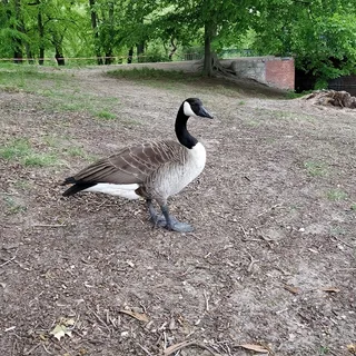 מאכילים ואף מדבבים ברווזים בשלוס שרלוטנבורג