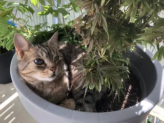 סלין במרפסת