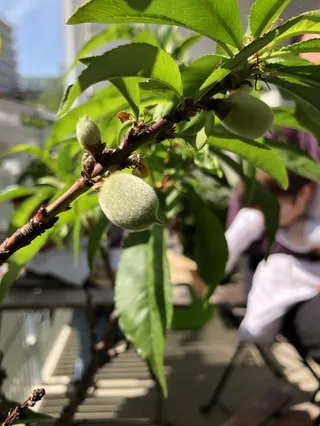 אושר במרפסת