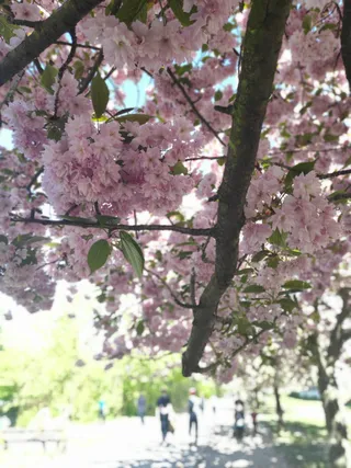 עצי הסאקורה