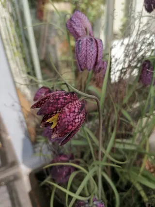 גיליתי שהפרח המפוקסל על המצעים שלי קיים במציאות