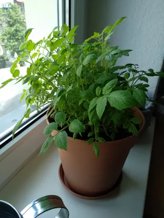 בקרוב יהיו כאן עגבניות שרי